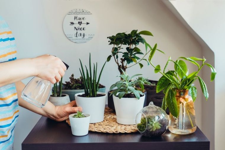 Estas dos plantas del interior eliminarán la humedad del ambiente Foto: Shutterstock