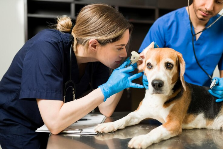 Ir al veterinario con Banco Nación