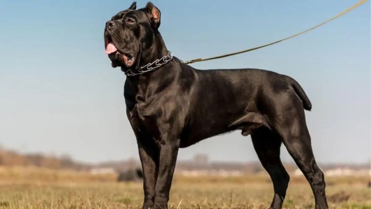 La perra de raza Cane Corso atacó a un niño y le provocó diversas heridas. La fiscalía le formuló cargos a sus cuidadores por lesiones leves.&nbsp;