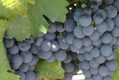 que malbec probar para conocer el sabor de cada region productora que malbec probar para conocer el sabor de cada region productora