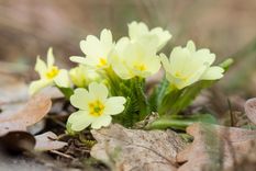 JARDÍN La prímula es una planta perenne con alrededor de 500 especies Foto: SHUTTERSTOCK