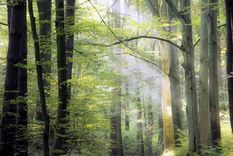 El silencio de los árboles: una advertencia global. Foto: EFE