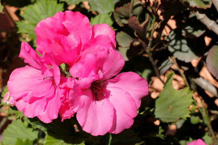 El malvón es una de las flores que adornan cualquier tipo de jardín.
