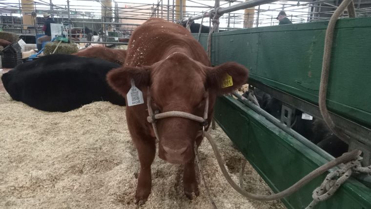 expo rural 1
