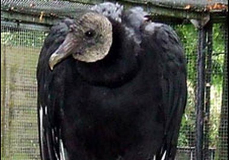 Barry ha sido mantenido por humanos durante unos 10 años. Foto: Agencias