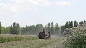 El orégano de San Carlos busca ganar mercados de la mano de su IG y el valor agregado.&nbsp;
