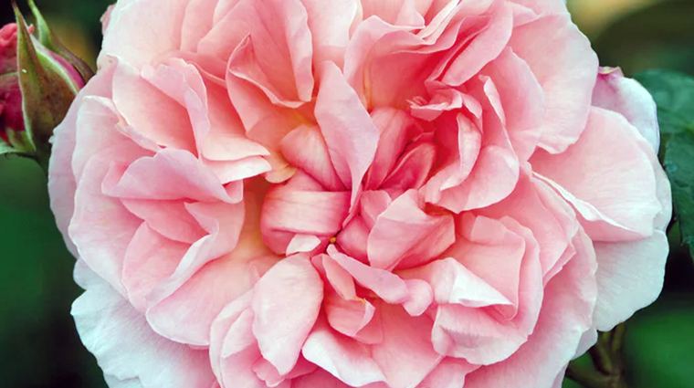 Strawberry Hill, una variedad de rosas trepadoras que crece hasta 3 metros de altura. Foto: eu.davidaustinroses.com