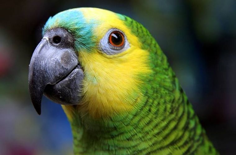 Ojos rojos El lorito chaqueño presenció cómo encarcelaban a quienes lo tenían enjaulado a él. Imagen: DestinoNEA.