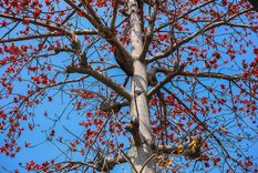 Los mejores árboles para la vereda. Foto: Fuente: Freepik