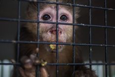 La captura y tráfico de especies amenazadas y la destrucción de ecosistemas facilita los derrames o desbordamientos: el pasaje de virus de animales a humanos.