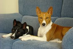 Basenji, el perro que te sonríe en lugar de ladrar. Te contamos todo sobre él en la nota Foto: Archivo