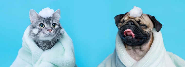 MASCOTAS SI A TU MASCOTA NO LE GUSTA TOMARSE BAÑOS, PODRÁS LIMPIARLA CON ALGUNAS ALTERNATIVAS. Foto: SHUTERSTOCK