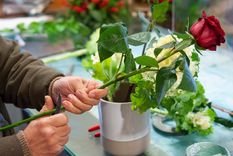 Con este método casero el jardín estará lleno de rosas y sin necesidad de comprar nuevas Foto: Shutterstock