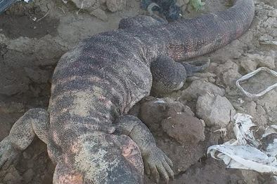 MDZol | El lagarto colorado causó revuelo ayer en una finca de San Carlos