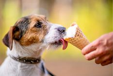 Mascotas Por qué el helado podría ser tóxico Foto: Shutterstock