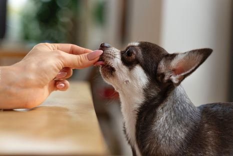Tus mascotas nunca deberían probar estos alimentos. Foto: Archivo Tus mascotas nunca deberían probar estos alimentos. Foto: Archivo