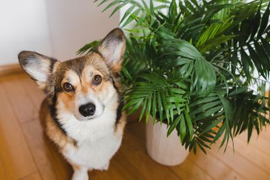 MDZol | Mascotas Plantas que pueden ser tóxicas para ellos Foto: Shutterstock