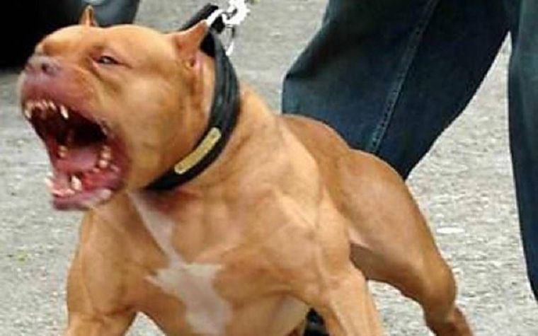 El ladrón fue recibido por el pitbull y después por el dueño policía de la casa