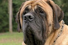 El mastín inglés puede ser considerado uno de los perros más fuertes del mundo Foto: Shutterstock