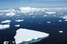 Los científicos del Centro Antártico Británico descubrieron cuatro sitios de reproducción de especies del pingüino emperador previamente desconocidos Foto: Télam