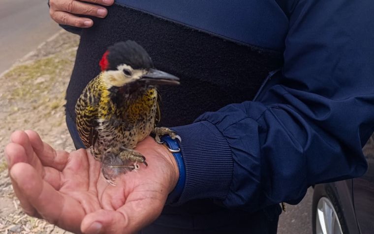 El ave rescatada se encuentra recuperándose en el Ecoparque.