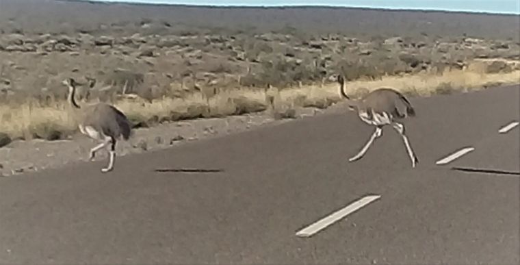 Las aves que se hicieron virales.