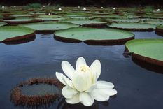 Unos nenúfares que no solo fascinan por su increíble tamaño, capaz de soportar el peso de un niño, sino también por cómo transformaron la arquitectura.