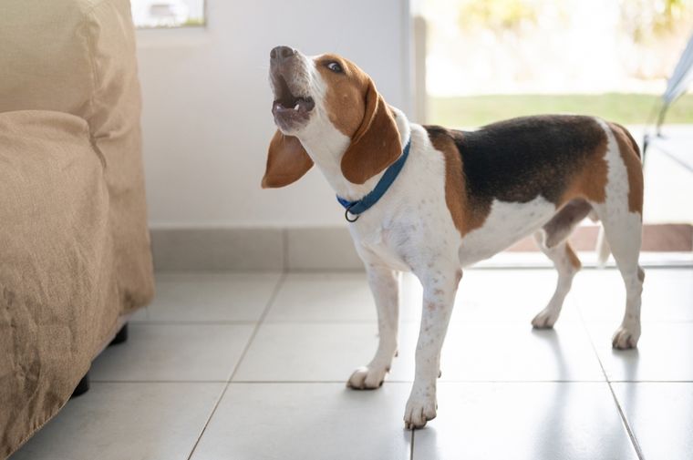 Los expertos explican que las mascotas pueden aullar por soledad, ansiedad o simplemente para llamar la atención. Foto: Shutterstock