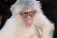 Los chimpancés albinos no habían sido registrados en estado salvaje. Foto: Maureensblog.