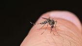 El mosquito Aedes aegypti. El mosquito Aedes aegypti.