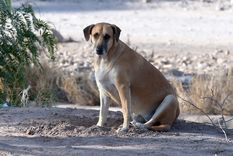 Los perros callejeros abundan en muchísimas ciudades del mundo.
