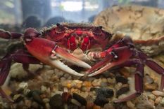 Cangre Burguer, el cangrejo que no puede volver al río