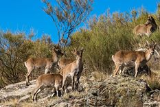 Un grupo de cabras ha causado varios problemas en la ruta 82 Foto: Shutterstock