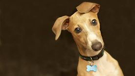 Perro Greyhound Perro Greyhound