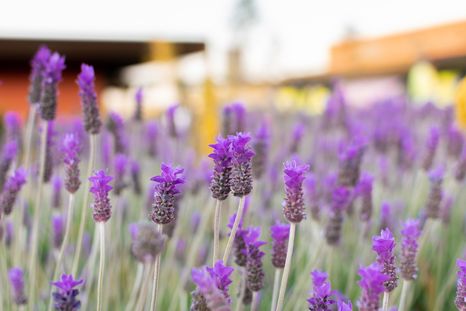 Lavanda, ideal para atraer dinero. Foto: SHUTTERSTOCK