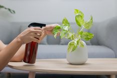 Estos abonos líquidos son claves para que las plantas no se marchiten y estén enfermas Foto: Fuente: Shutterstock