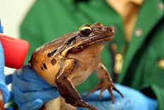 La extinta rana pollo de montaña. Foto: ZoologicalSocietyofLondon.