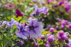 Las petunias traen vida al jardín. Foto: Pexels.