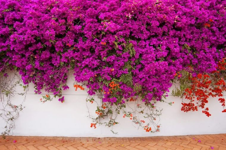 Cubre tu pared con los colores más variados de esta hermosa planta. Foto: Pinterest