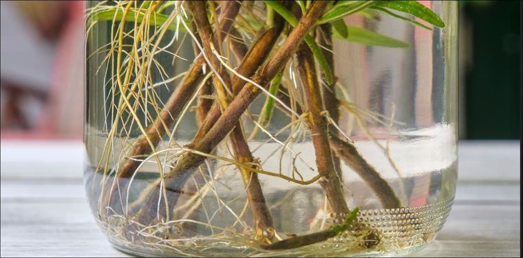 Reproduce de forma fácil todas tus plantas. Foto: SHUTTERSTOCK