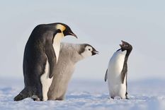 Una mujer se hizo viral en las redes sociales por su reacción al torca a un pingüino. Foto: Stefan Christmann