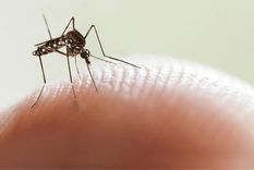 Si bien Mendoza no detecta circulación viral de estas enfermedades, las autoridades sanitarias y municipios trabajan en acciones para evitar la proliferación de los mosquitos. Foto: Archivo