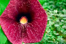 Una de las favoritas de las mariposas es la pipa holandesa. Foto: Adrián Eugen Ciobaniuc/Shutterstock.com