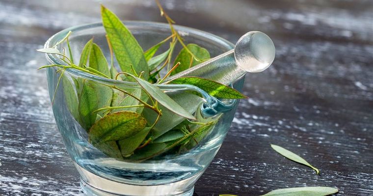 Esta planta es indispensable para el uso cotidiano de la salud de las personas Foto: Archivo