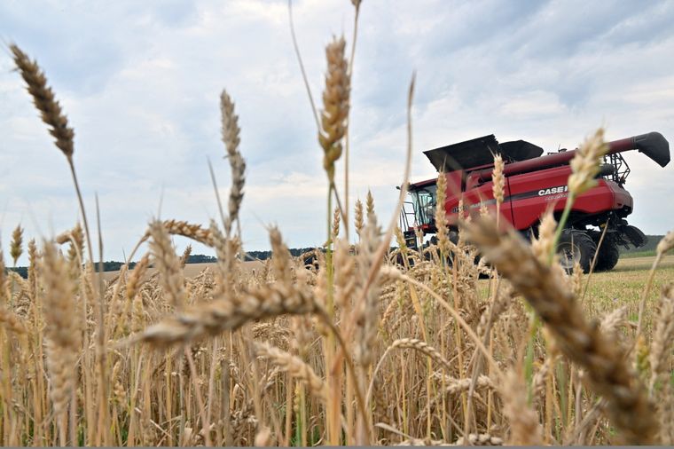 La campaña de cosecha del trigo está en sus inicios, aún así ya rompió con el promedio semanal de camiones que llegan a los puertos del Gran Rosario. Foto: Télam
