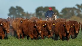 Agro: La industria ganadera realizó fuertes inversiones en 2025