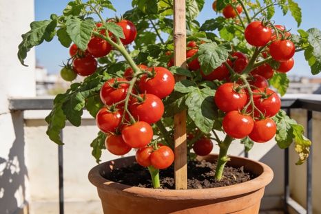 Tomate cherry. Tomate cherry.