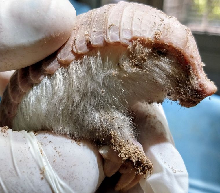 Foto: Gobierno de Mendoza