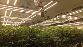 Un hombre fue detenido, acusado de administrar un vivero clandestino de marihuana a metros del Shopping Alto Avellaneda. Un hombre fue detenido, acusado de administrar un vivero clandestino de marihuana a metros del Shopping Alto Avellaneda.