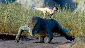 El hallazgo en Río Negro replantea el origen y la evolución corporal de los alvarezsauroideos. El hallazgo en Río Negro replantea el origen y la evolución corporal de los alvarezsauroideos.